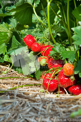Image of Closeup of fresh organic strawberries