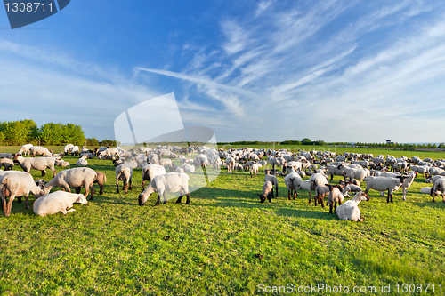 Image of A summer landscape and herd sheep