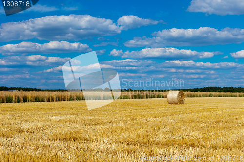 Image of straw bales in a field with blue and white sky