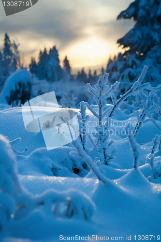 Image of winter forest in mountains