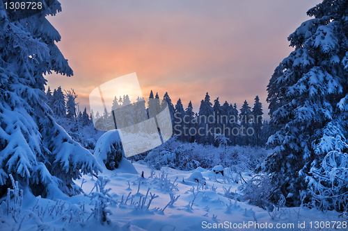 Image of winter forest in Harz mountains, Germany