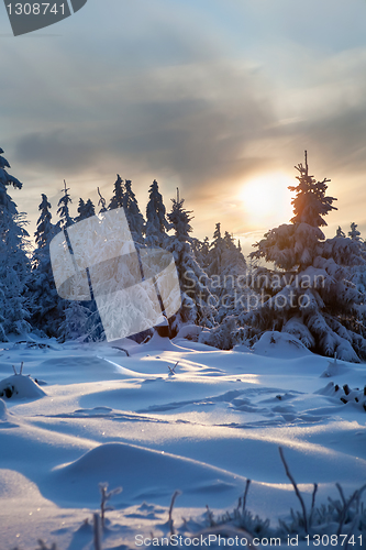 Image of winter forest in mountains