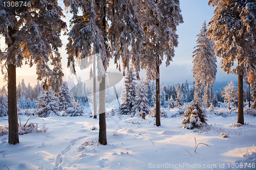 Image of winter forest in mountains