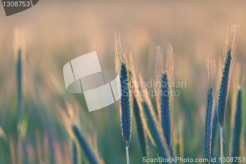 Image of close up of wheat on sunset