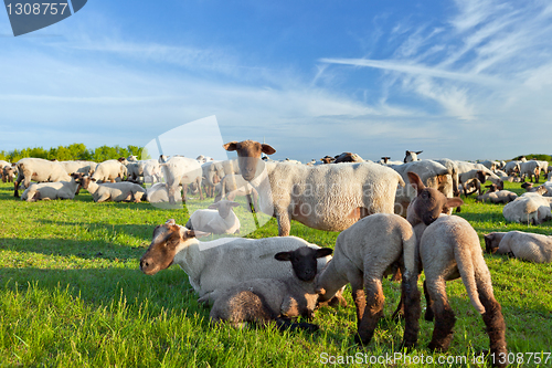 Image of A summer landscape and herd sheep