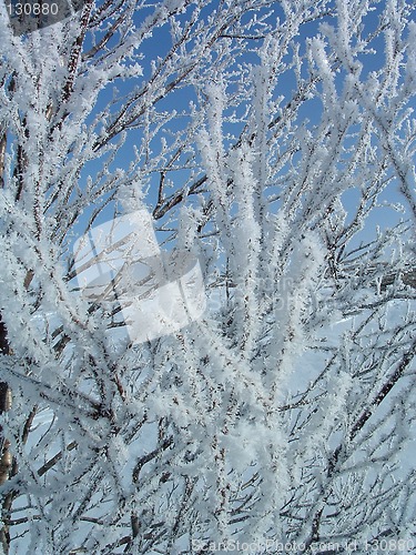 Image of Branch with ice