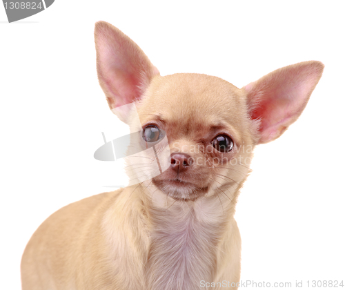 Image of Chihuahua dog