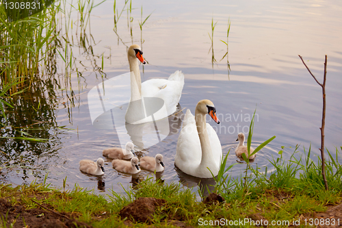 Image of Swans with nestlings at  sunset