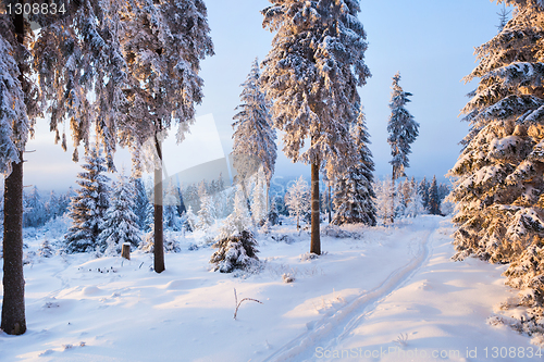 Image of winter forest in Harz mountains, Germany