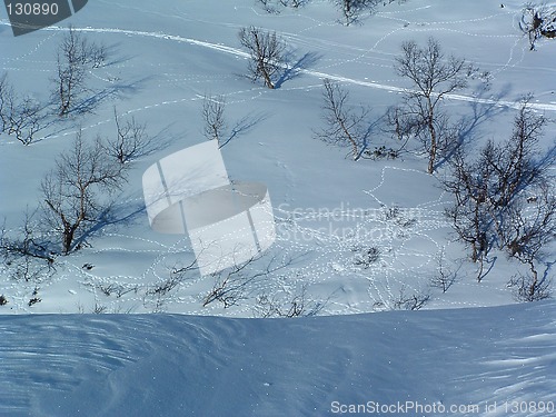 Image of Tracks in Winterlandscape
