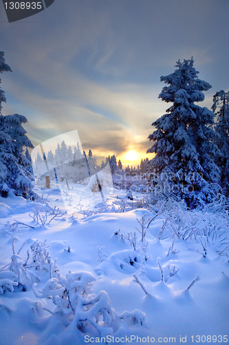 Image of winter forest in mountains