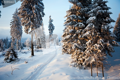 Image of winter forest in mountains