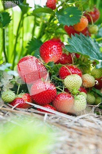 Image of Closeup of fresh organic strawberries