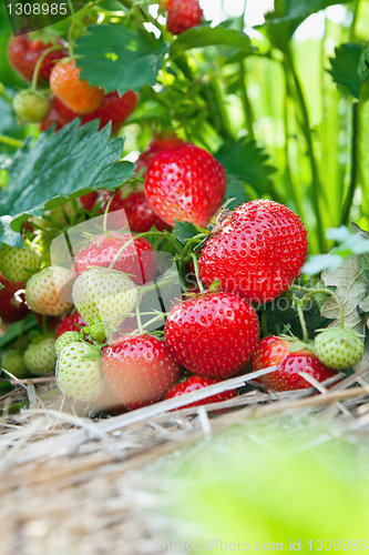 Image of Closeup of fresh organic strawberries