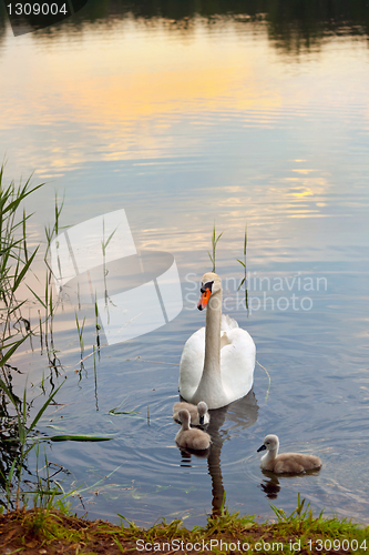 Image of Swans with nestlings at  sunset