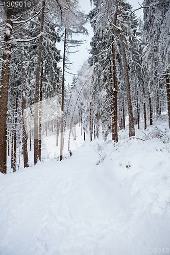 Image of winter forest in mountains