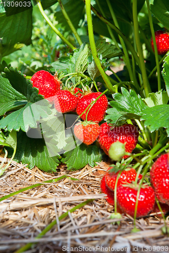 Image of Closeup of fresh organic strawberries