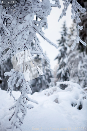 Image of winter forest in mountains