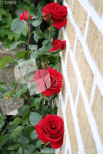 Image of Red roses in line