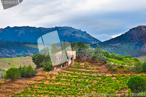 Image of France, view of vineyards