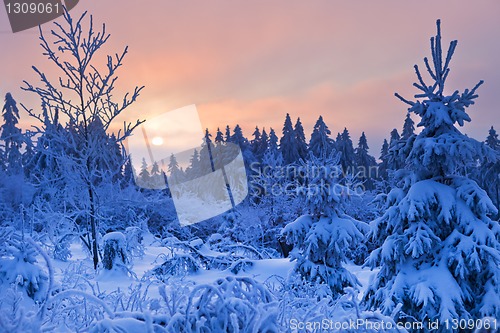 Image of winter forest in Harz mountains, Germany