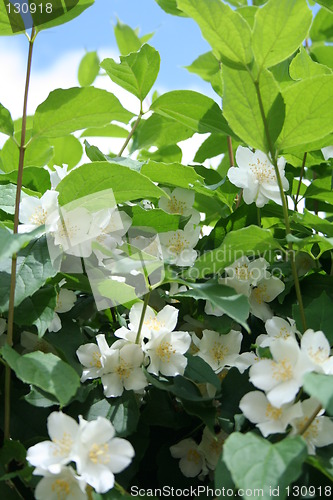 Image of Jasmin