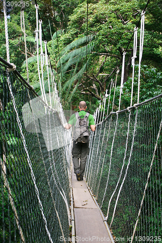 Image of canopy bridge