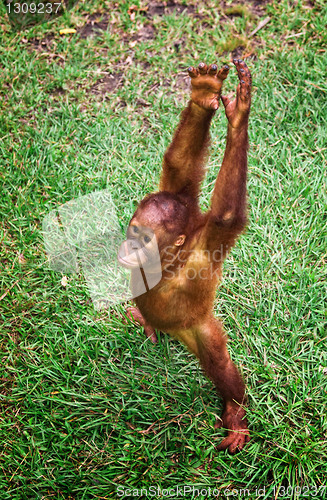 Image of orangutang portrait