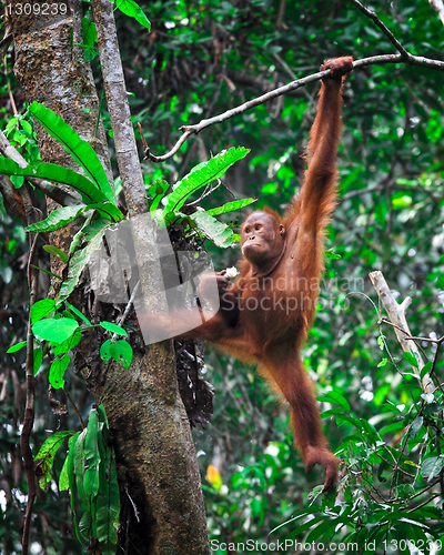 Image of orangutanf in rainforest