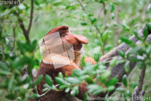 Image of proboscis monkey long nosed