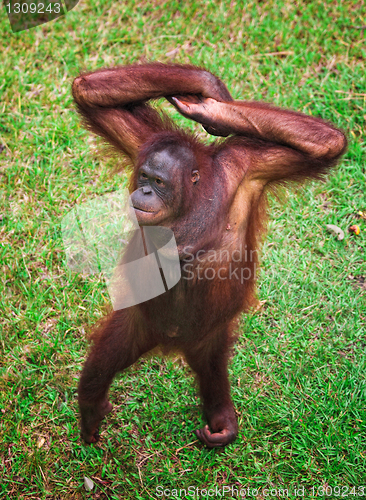 Image of orangutang portrait