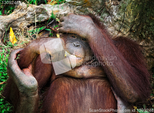 Image of orangutang portrait