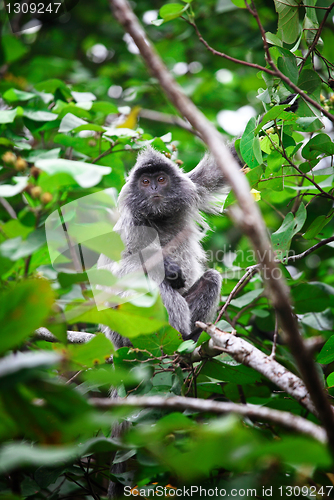 Image of monkey portrait