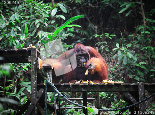 Image of big male of orangutan