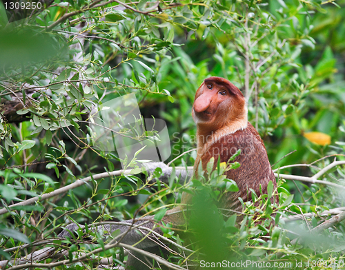 Image of proboscis monkey long nosed