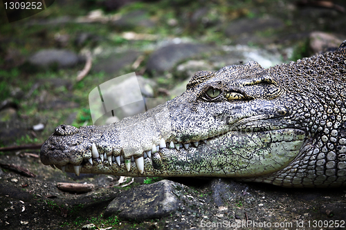 Image of crocodile portrait
