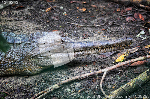 Image of crocodile portrait