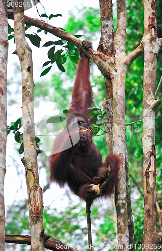 Image of orangutanf in rainforest