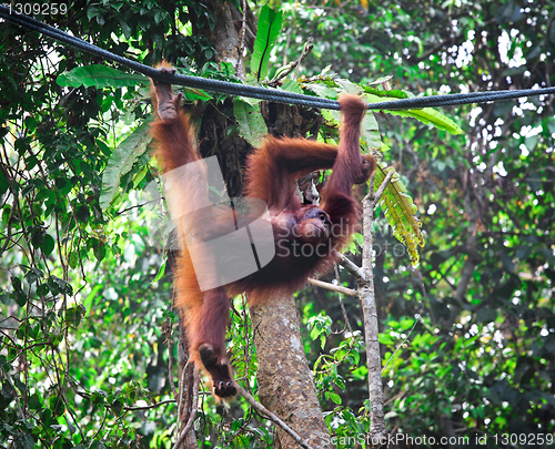 Image of orangutang in rainforest