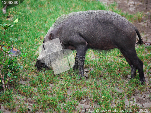 Image of bearded pig