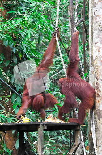 Image of orangutang in rainforest