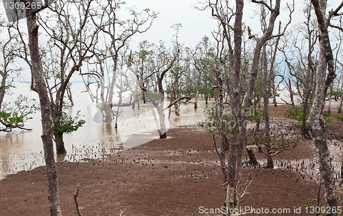 Image of bako national park