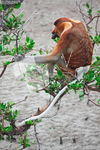 Image of proboscis monkey long nosed