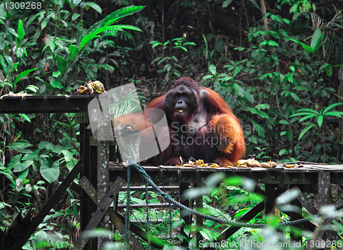 Image of big male of orangutan