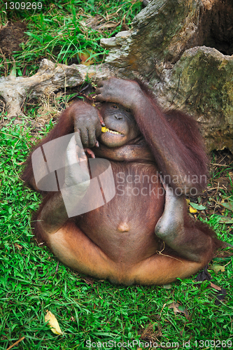 Image of orangutang portrait