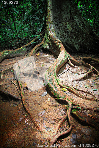 Image of tree in taman negara