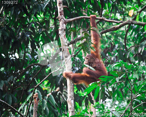 Image of orangutang in rainforest