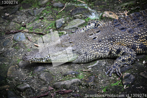 Image of crocodile portrait