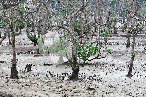 Image of bako national park