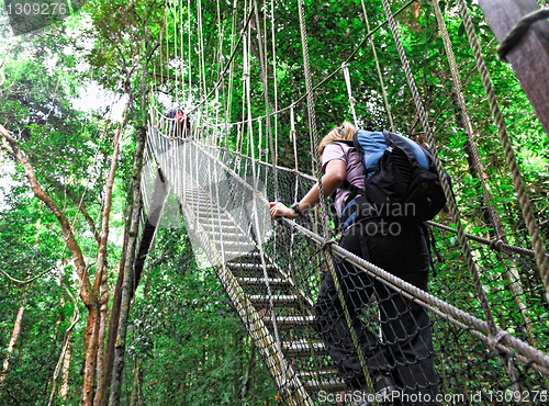 Image of canopy bridge